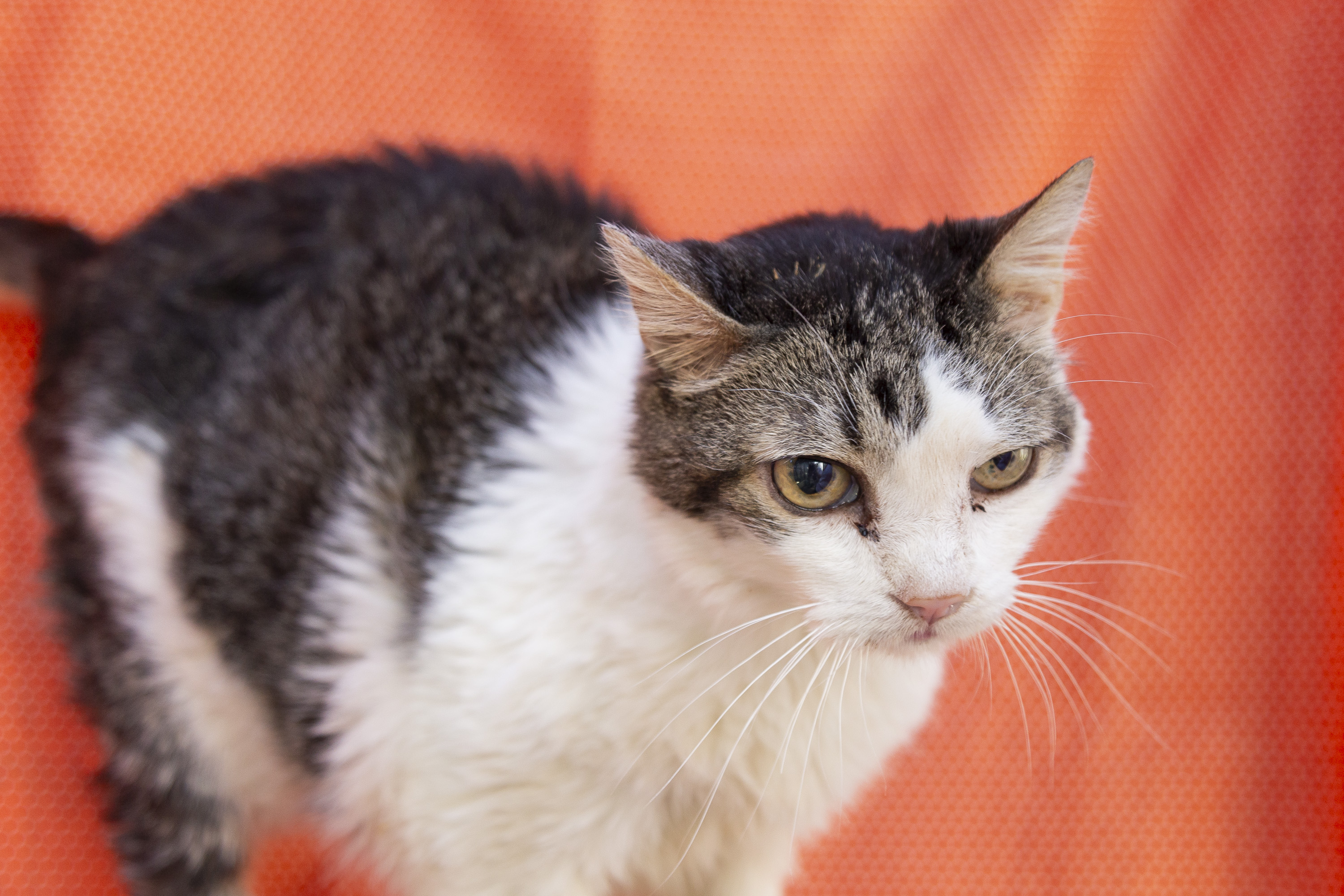 #PraCegoVer: Menininho é um gato de pelagem branca, marrom e preta, olhos amarelos e está em pé olhando para o lado.