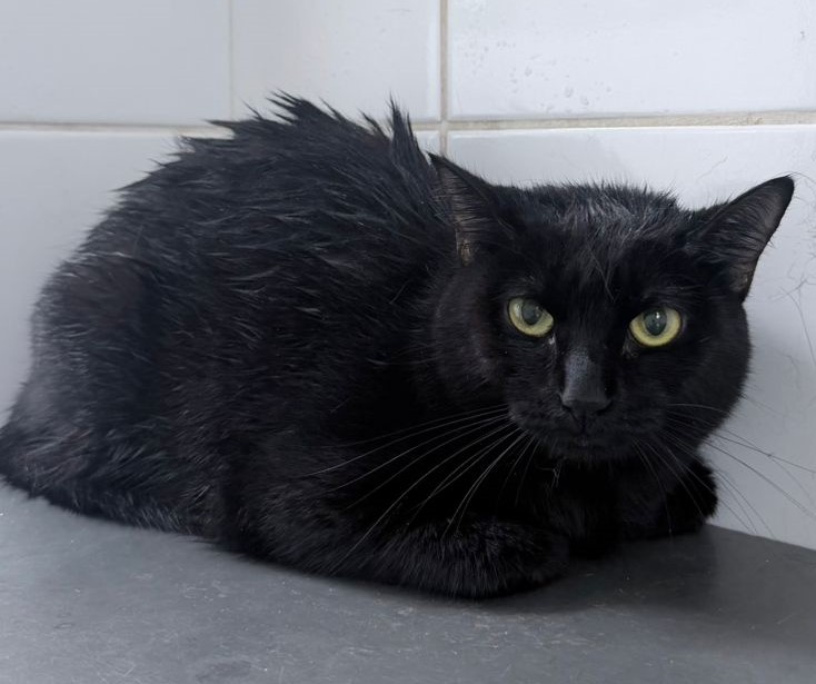 #PraCegoVer: Nutt é uma gata da pelagem totalmente da cor preta, olhos verdes e está deitada olhando para o lado.