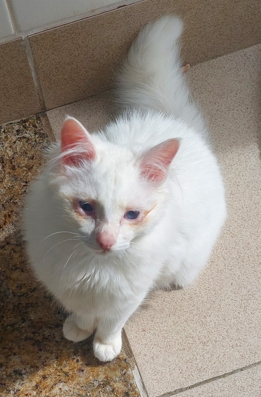 #PraCegoVer: Pikachu é um gato de pelagem inteira branca, possui olhos azuis e está sentado olhando para frente. 