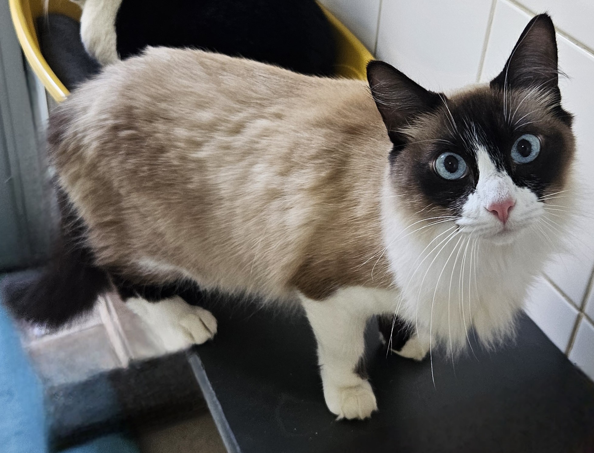 #PraCegoVer: Pipoca é uma gata de pelagem branca com manchas marrons e pretas, possui olhos azuis e está em pé olhando para frente.