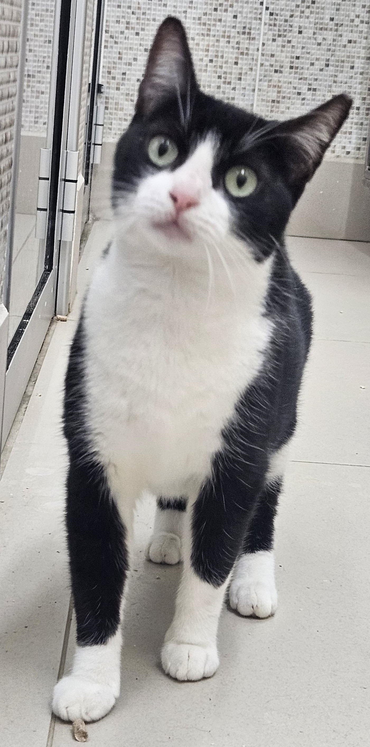 #PraCegoVer: Soninha é uma gata de pelagem preta com manchas brancas, possui olhos verdes, e está sentada olhando para frente. 