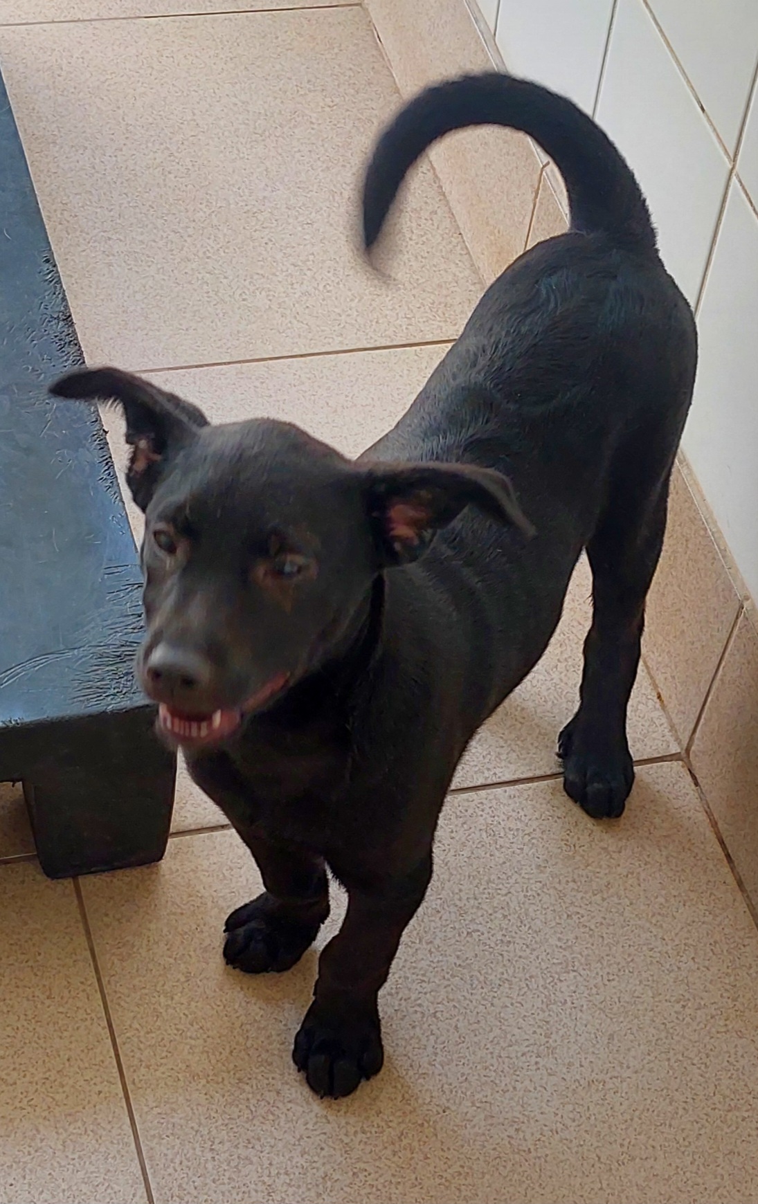 #PraCegoVer: Thor é um cachorro de pelagem curta, toda preta, possui olhos pretos está em pé olhando para frente.