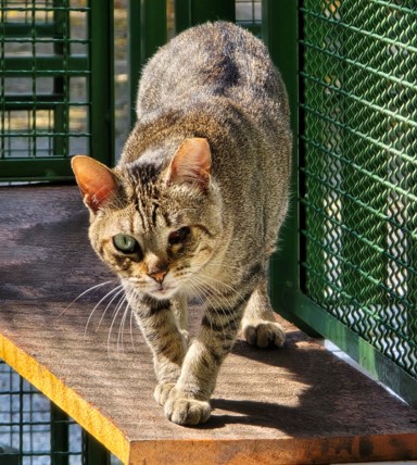 #PraCegoVer: Titi é uma gata de pelagem marrom com manchas pretas, olhos verdes, e está em pé olhando para frente.