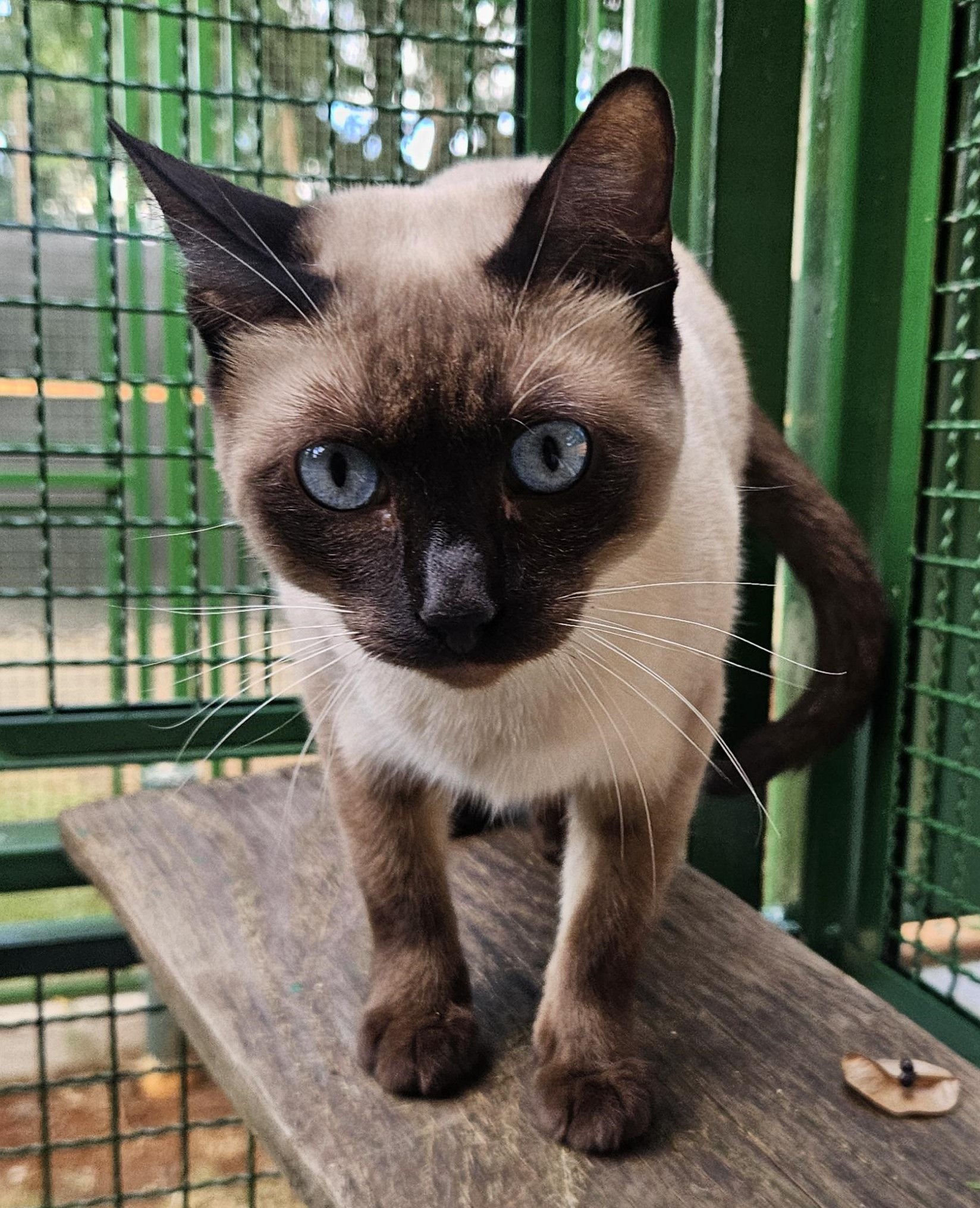 #PraCegoVer: Vivi é uma gata de pelagem branca com manchas marrons e pretas, possui olhos azuis e está em pé olhando para frente.