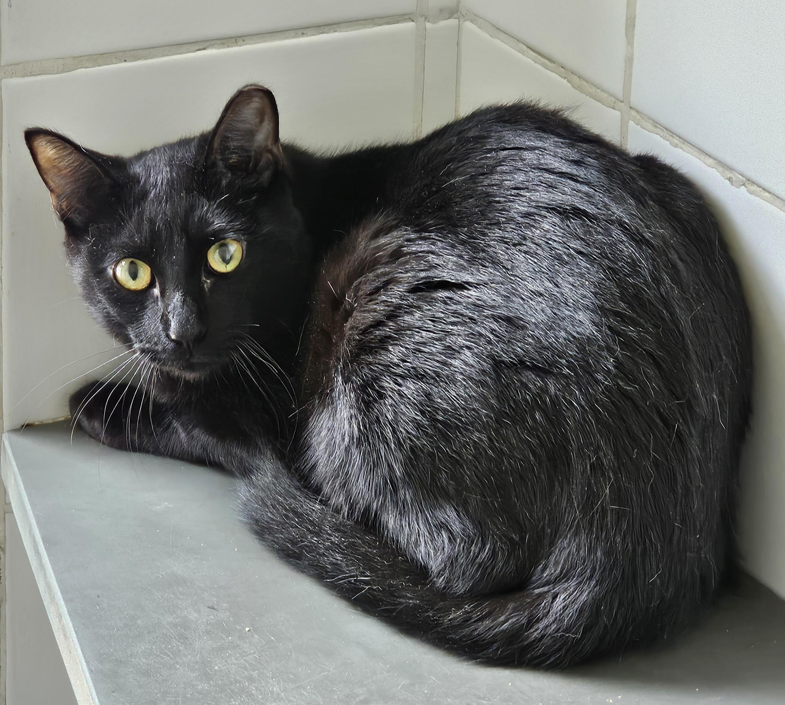 #PraCegoVer: Zeus é um gato de pelagem inteira preta, possui olhos verdes e está deitado olhando para frente. 