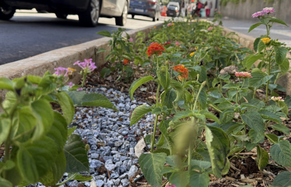 A imagem mostra um canteiro central de avenida com plantas e flores recém-plantadas. Em primeiro plano, aparecem folhas verdes e pequenas flores nas cores rosa, laranja e amarelo, dispostas entre pedras britadas e cobertura de casca de madeira. Ao fundo, desfocados, há carros circulando pela via ao lado do canteiro e prédios na lateral da rua, indicando um ambiente urbano.
