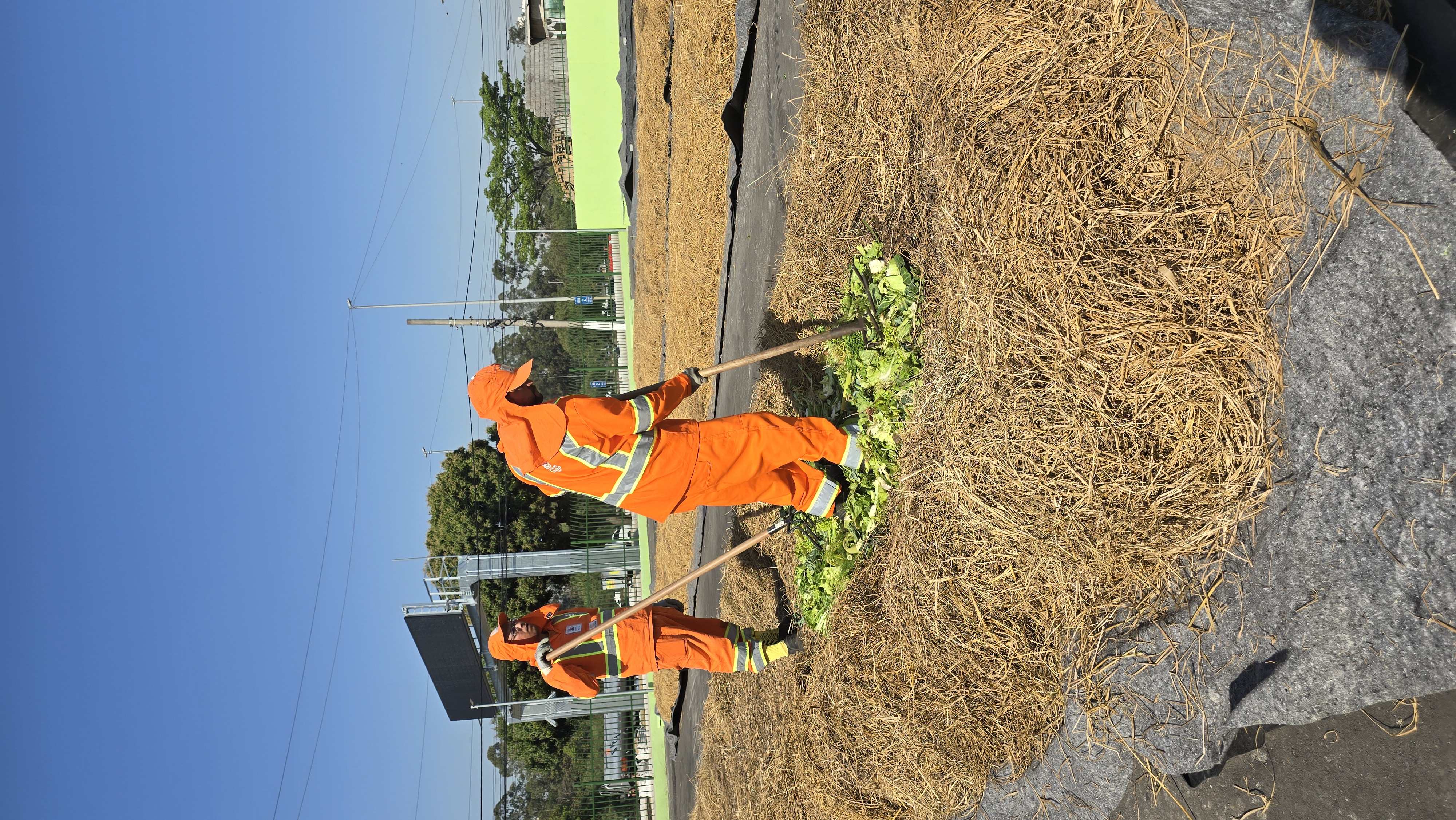 Dois trabalhadores, vestindo macacões e coletes refletivos laranja e chapéus da mesma cor, estão em uma área aberta. Eles usam ferramentas com cabos longos para manusear o que parece ser material vegetal picado em uma pilha de palha. O chão é coberto por uma lona escura. O céu está limpo e azul.